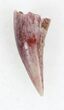 Eryops Tooth From Oklahoma - Giant Permian Amphibian #33553-1